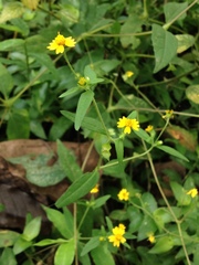 Melampodium microcephalum