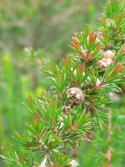 Leptospermum juniperinum