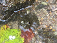 Lithobates psilonota