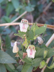 Justicia salviiflora