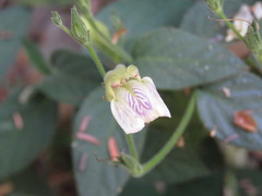 Justicia salviiflora