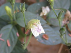 Justicia salviiflora