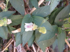 Justicia salviiflora