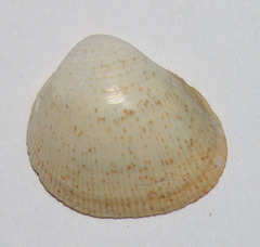 Laevicardium substriatum