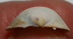 Laevicardium substriatum