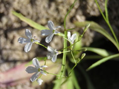 Lobelia flexuosa