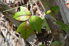 Toxicodendron radicans image