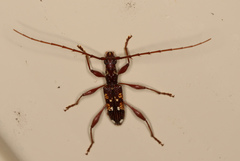 Coptocercus biguttatus