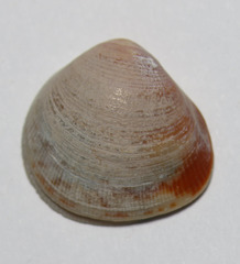 Laevicardium substriatum