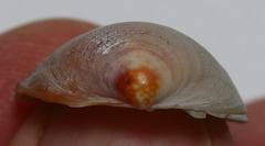 Laevicardium substriatum