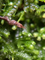 Lepidoziaceae