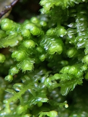 Lepidoziaceae