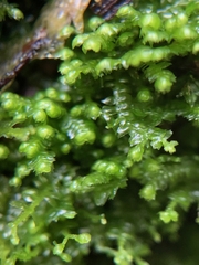 Lepidoziaceae