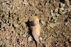 Cynips multipunctata