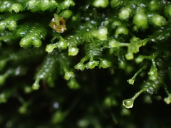 Lepidoziaceae