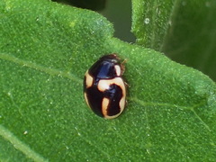 Hyperaspis trifurcata