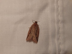 Meritastis
