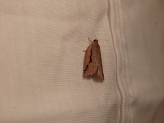 Meritastis