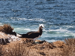 Sula leucogaster brewsteri