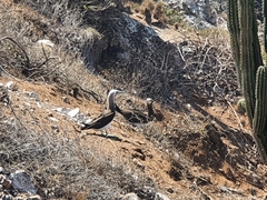 Sula leucogaster brewsteri