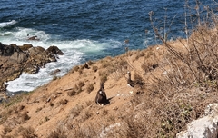 Sula leucogaster brewsteri