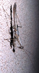 Litaneutria skinneri