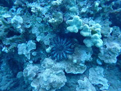Acanthaster planci
