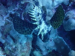 Dendrochirus barberi