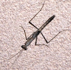 Litaneutria skinneri