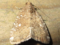 Amyna stellata