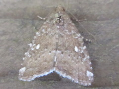 Amyna stellata