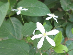 Clematis terniflora mandshurica