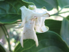 Cornus kousa