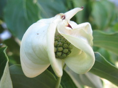 Cornus kousa