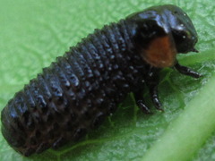 Paropsides soriculata