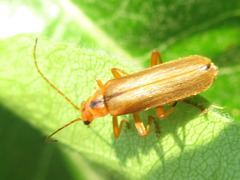 Lycocerus vitellinus