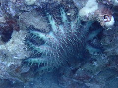 Acanthaster planci
