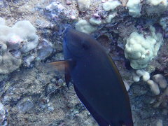 Acanthurus nigrofuscus