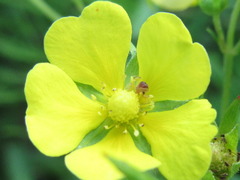 Potentilla kleiniana