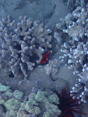 Centropyge loriculus