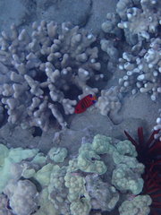 Centropyge loriculus