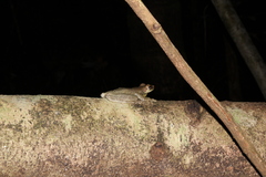 Osteocephalus oophagus