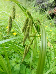 Carex coriacea