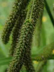 Carex coriacea