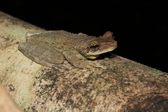 Osteocephalus oophagus