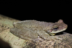 Osteocephalus oophagus