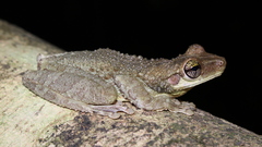 Osteocephalus oophagus