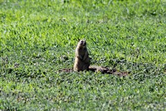 Otospermophilus beecheyi