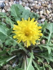 Hypochaeris radicata