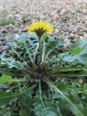 Hypochaeris radicata